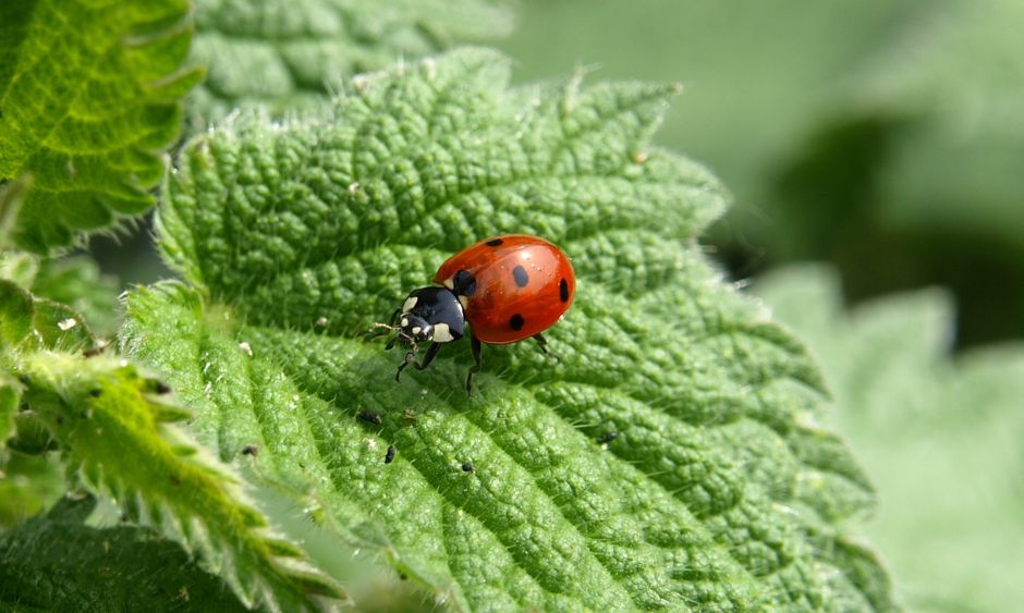 A close-up view of a bright red ladybird with black spots perched on a textured green leaf in a garden setting. The leaf displays a slightly wrinkled surface with prominent veins and tiny hairs along 