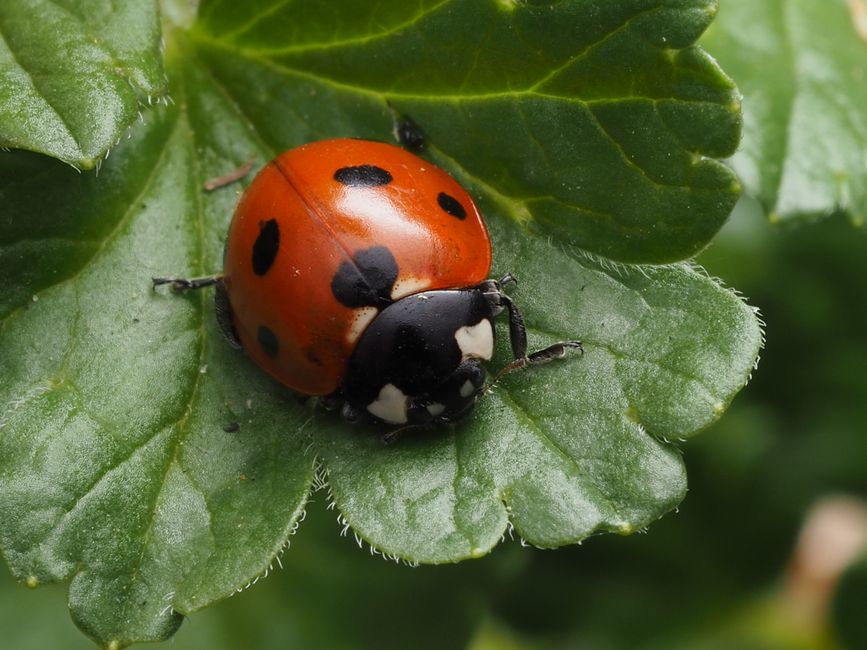 A close-up view of a bright red ladybird with black spots perched on a textured green leaf in a garden setting. The leaf displays a slightly wrinkled surface with prominent veins and tiny hairs along 